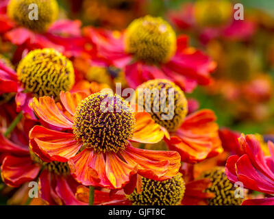 Bande d'Helenium autumnale fleurs en croissance dans le jardin Banque D'Images