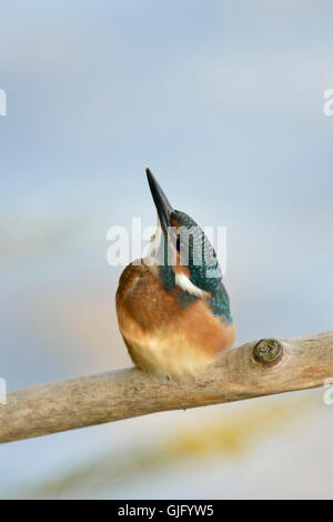 Les jeunes / Kingfisher commun ( Alcedo atthis Optimize ) regarde droit vers le ciel, l'arrière-plan agréable et propre. Banque D'Images