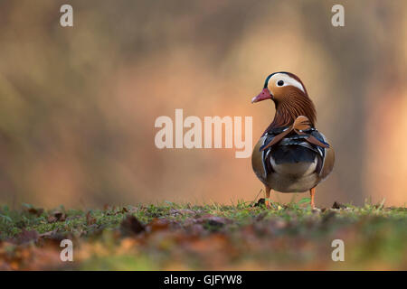 Canard Mandarin Aix galericulata / Mandarinente ( ), Drake en robe de reproduction, vue arrière, tournant la tête, couleurs automnales. Banque D'Images