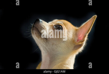 Profil de Chihuahua male head shot. Banque D'Images