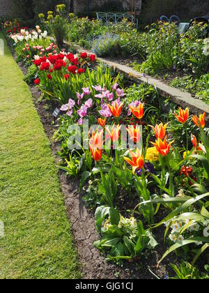 Vue Portrait de tulipes au printemps dynamique et de nouvelles plantes à massifs à Chenies Manor Garden,une diminution progressive de la perspective. Banque D'Images