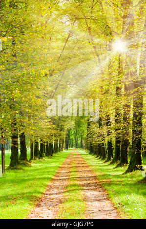 Chemin avec tree alley et rayons de soleil Banque D'Images