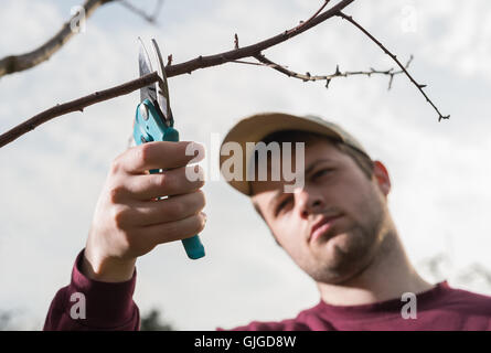Jeune homme d'arbres avec des sécateurs de fraisage Banque D'Images