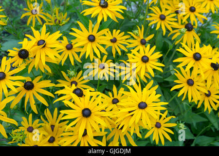 De plus en plus d'or Rudbeckia sturm frontière jardin Banque D'Images