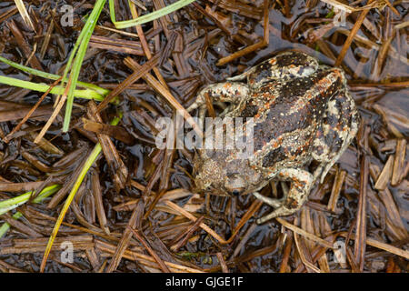 Crapaud commun ( Pelobates fuscus ) sur le sol cryptique Banque D'Images