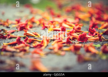 Fond naturel magnifique avec des fleurs orange sur le sol sous la pluie Banque D'Images