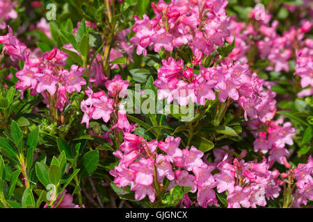 Bewimperte Alpenrose, Behaarte Alpenrose, Rhododendron hirsutum, Almrausch, Hairy Alpen Rose, Rhododendron pubescentes, Rhododendr Banque D'Images