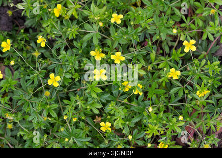 Blutwurz Blut-Wurz Aufrechtes Fingerkraut,,,, Potentilla erecta, Tormentill Blootroot, Shepherd's Knot Banque D'Images