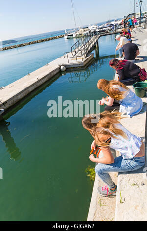 Poole, Dorset, UK. Août 16, 2016. Météo France : les enfants et les adultes vont en crabe à Poole Quay sur une chaude journée ensoleillée avec soleil ininterrompue Crédit : Carolyn Jenkins/Alamy Live News Banque D'Images