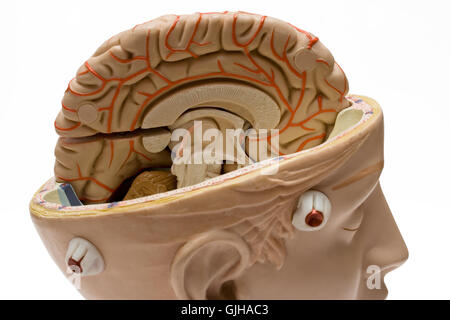 cerveau humain Banque D'Images