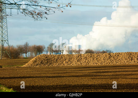 BRD, Deutschland, NRW, Rhein-Kreis Neuss, Grevenbroich, Neurath, Zuckerrüben auf das Feld, dahinter RWE-Kraftwerk Neurath Banque D'Images