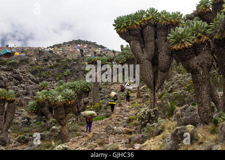 Les guides et les porteurs s'approchant Barranco Camp sur le mont Kilimandjaro, Tanzanie Banque D'Images