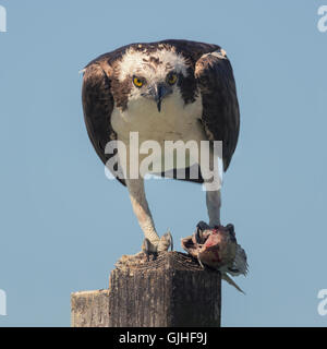 Osprey (Pandion haliatus) debout sur un poteau en bois mangeant du poisson, Sarasota, Floride, États-Unis Banque D'Images