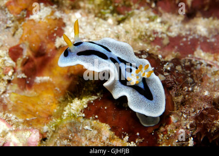 Vide animal bleu Banque D'Images