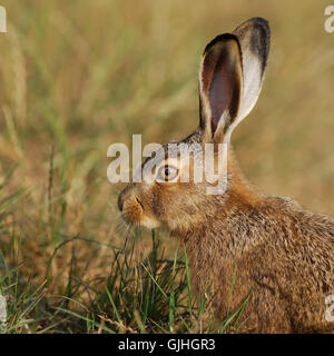 Animal profil green Banque D'Images