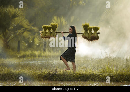 Femme transportant les plants de riz en rizière, Sakolnakh, Thaïlande Banque D'Images