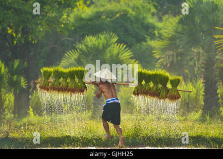 Vue arrière de l'homme exerçant son activité sous les plants de riz en rizière, Sakolnakh, Thaïlande Banque D'Images