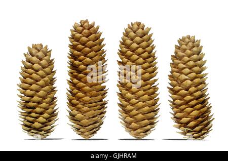 Conifère Arbre woods Banque D'Images