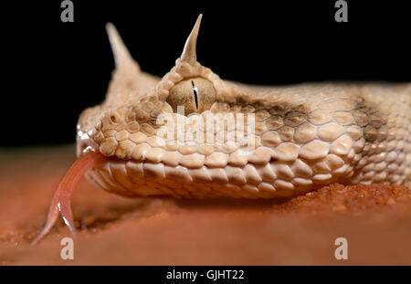 Vipère à cornes Cerastes cerastes - Banque D'Images