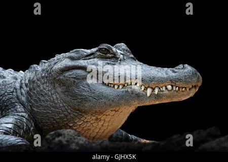 Dents de reptiles crocodile Banque D'Images