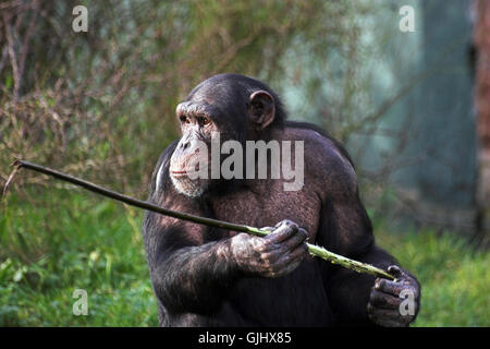 Stick chimpanzé rire Banque D'Images