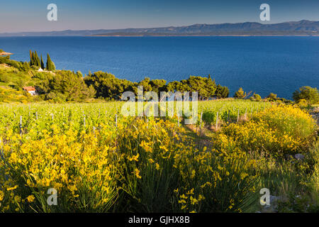 Murvica. Île de Brac. La Croatie. Banque D'Images