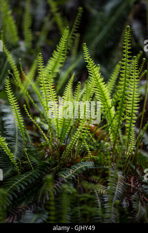 Hard Fern ( Blechnum spicant) dans Reelig Glen, Ecosse Banque D'Images