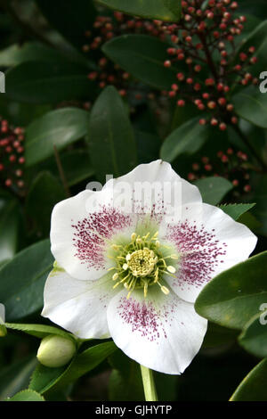 Christ fleur avec bud Banque D'Images