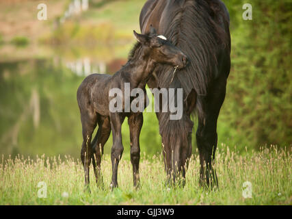 Cheval de Trait poulain Percheron nouveau-né mare nuzzles le pâturage d'herbe haute prairie Banque D'Images