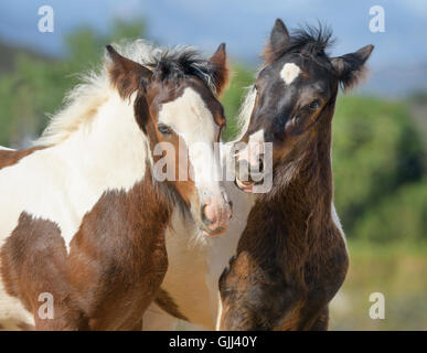 Expressions cocasses sur Gypsy Vanner colt cheval pouliche et jouer Banque D'Images