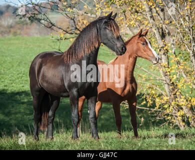 Et frisons chevaux Warmblood weanling dans vert Pâturage Banque D'Images