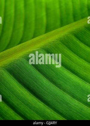 Feuille macro close-up Banque D'Images