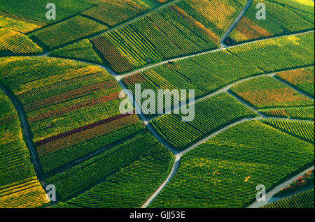 Weinbaulandschaft,vue aérienne Banque D'Images