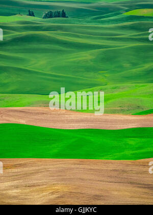 Champ de blé vert de la région de Palouse. Banque D'Images