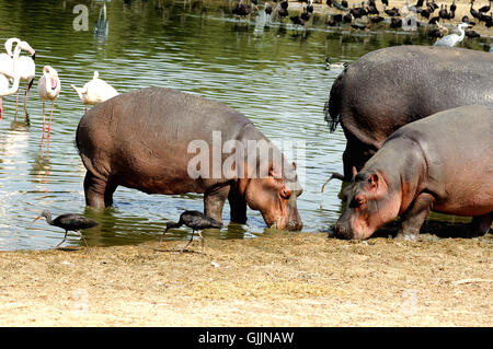 zoo d’oiseaux oiseaux Banque D'Images