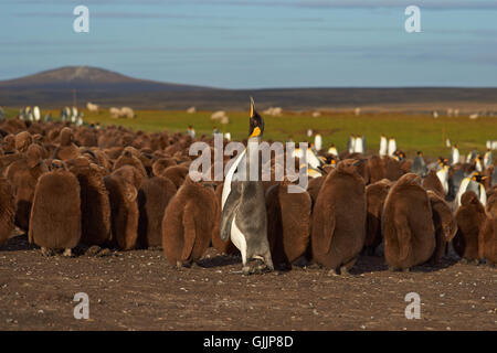 King Penguin adultes (Aptenodytes patagonicus) Comité permanent parmi un grand groupe de près de fin de croissance des poussins. Banque D'Images