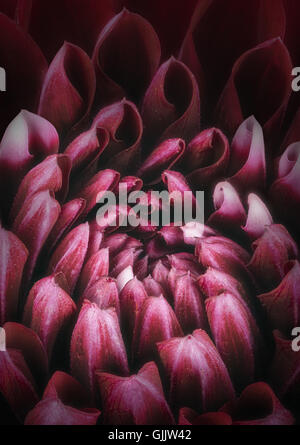 Pétales de fleurs rouge foncé, Close up et macro de chrysanthème, belle abstract background Banque D'Images