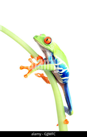 Amphibiens animaux isolés Banque D'Images