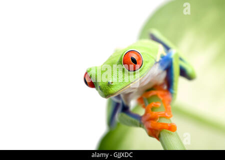 Les animaux isolés feuilles Banque D'Images