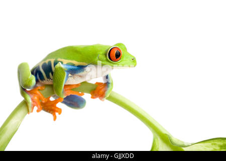 Amphibiens animaux isolés Banque D'Images