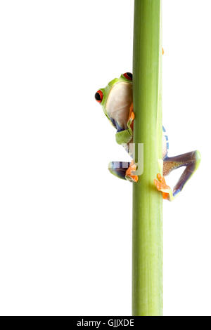 Amphibiens animaux isolés Banque D'Images