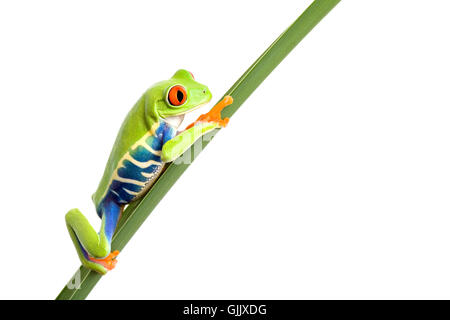 Amphibiens animaux isolés Banque D'Images