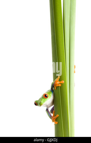 Les animaux isolés feuilles Banque D'Images