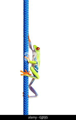 Amphibiens animaux isolés Banque D'Images