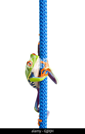 Vert des amphibiens Animaux Banque D'Images