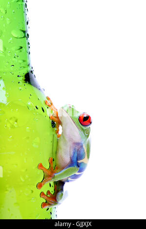 Amphibiens animaux isolés Banque D'Images