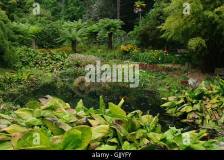 Trebah Gardens, Cornwall, England, UK Banque D'Images