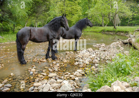 Paire de cheval frison mares peu profondes par stream Banque D'Images