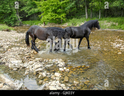 Paire de cheval frison mares Wade à travers les Rocheuses stream Banque D'Images