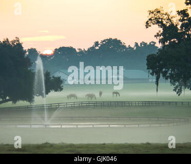 Chevaux pur-sang paissent dans les pâturages de brouillard avec grange en tant que soleil se lève sur la cime des arbres Banque D'Images